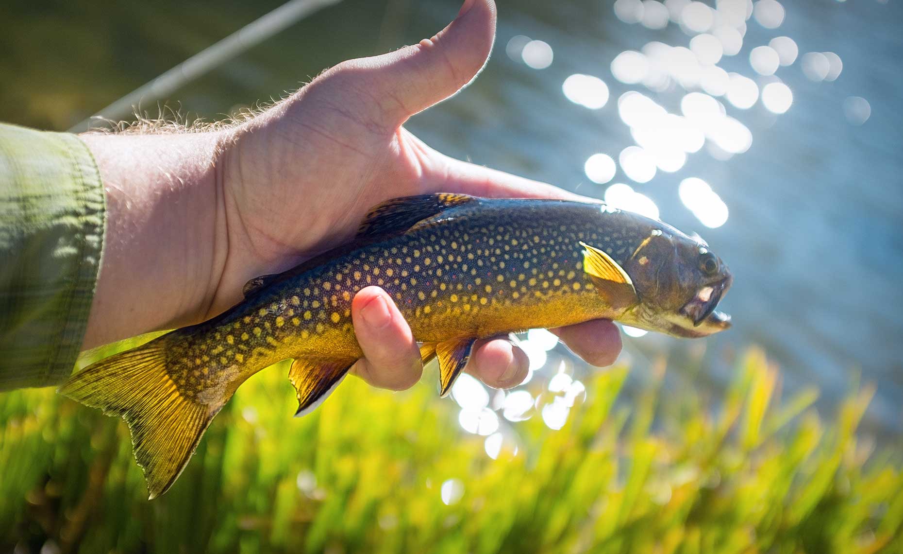 High Country Brookie
