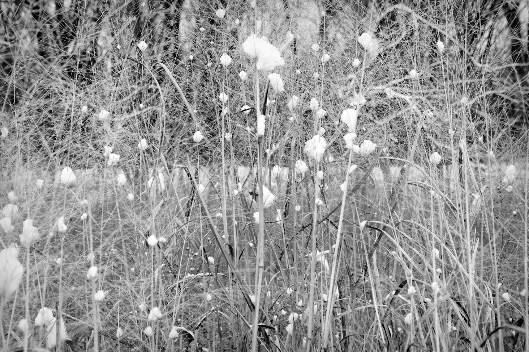 LYSNE_snowballs